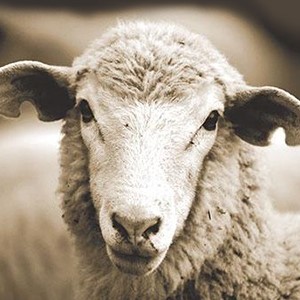 careugg